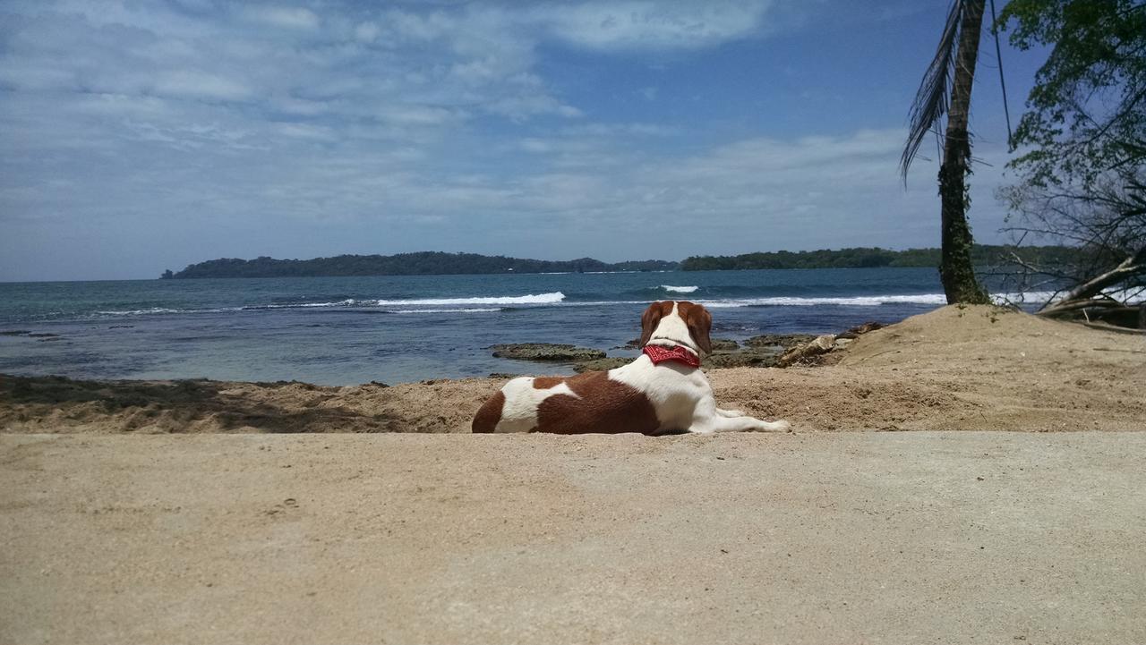 Bed and Breakfast Surf Break At Paunch Bocas del Toro Esterno foto